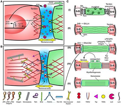 Mechanical Control of Myotendinous Junction Formation and Tendon Differentiation during Development